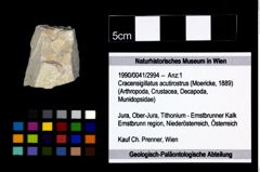 Foto (Objekt + Etikett) von Cracensigillatus acutirostrus (Moericke, 1889)  (NHMW-GEO-1990-0041-2994)